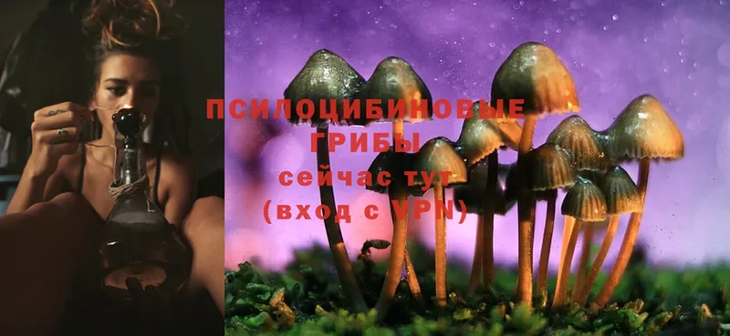 Галлюциногенные грибы Cubensis  где купить наркоту  Ардатов 